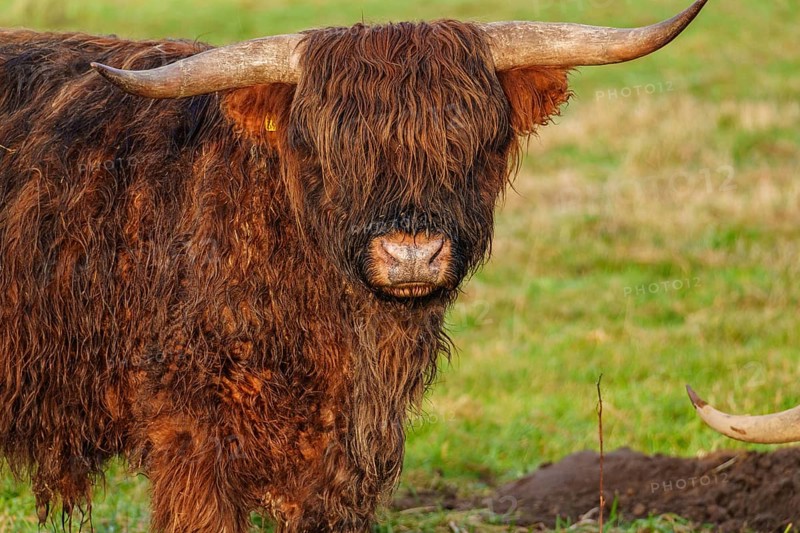 Close-up of a Highland cattle with visible horns and shaggy fur, Velen, Münsterland, North Rhine-Westphalia, Germany, Europe