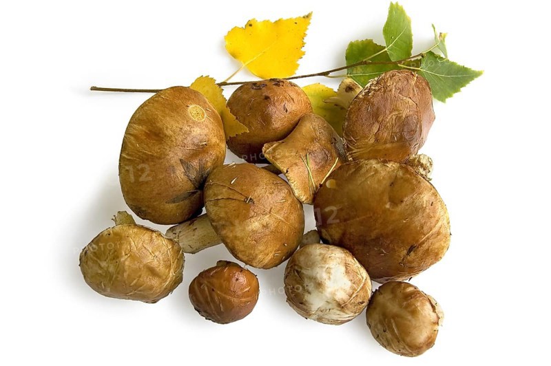 A handful of brown greasers with grass and pine needles on the hats, a sprig of birch trees with yellow and green leaves isolated on white background, Russia, Europe