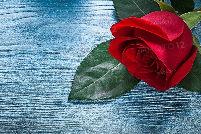 Expanded red rose on wooden board holidays concept