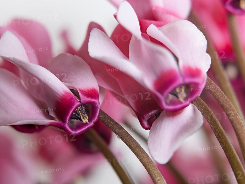 Cyclamen persicum, cultivated form, Cyclamen persicum, a cultivar of the Persian cyclamen or florist's cyclamen, the species originates from the Eastern Mediterranean Area