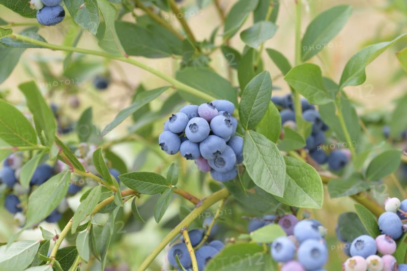 Blueberry (Vaccinium corymbosum 'Patriot'), Bundessorteamt, Marquardt testing centre, Marquardt, Brandenburg, Germany, Europe