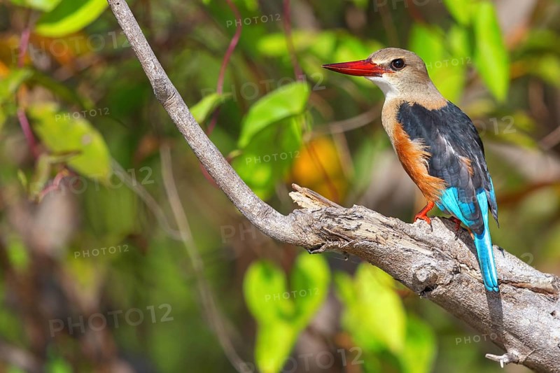 Grey-headed Kingfisher, Grey-headed Kingfisher, Tendaba camp Tendaba photo hid, Kwinella, South Bank, Gambia, Africa