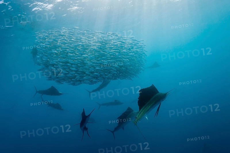 Atlantic fanfish hunting sardines, Istiophorus albicans, Isla Mujeres, Yucatan Peninsula, Caribbean, Mexico, Central America