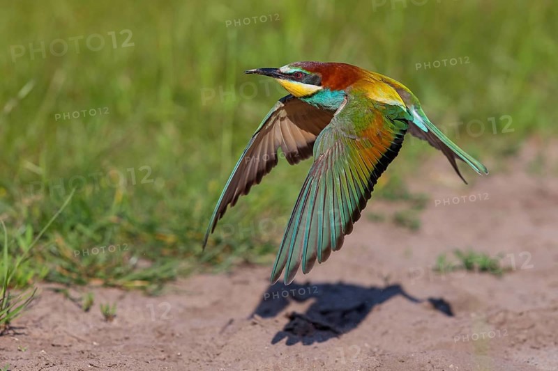 Bee-eater, (Merops apiaster), flight photo, Tiszaalp-r, Kiskuns-gi National Park, B-cs-Kiskun, Hungary, Europe