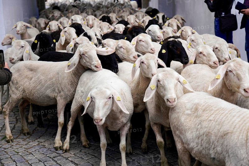 Mörnsheim in the Gailach Valley, Altmühltal nature park Park, Upper Bavaria, Bavaria, Germany, A large flock of sheep is led close together through a cobbled alley, accompanied by passers-by, lamb drive, Mörnsheim, Bavaria, Germany, Europe