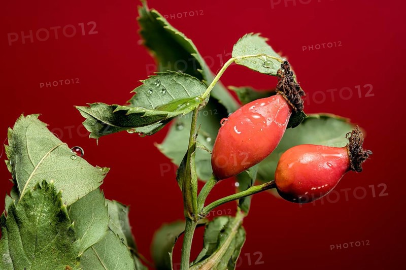 Beautiful Red rose hip or rosehip on a red background. close-up photo, Odessa, Ukraine, Europe