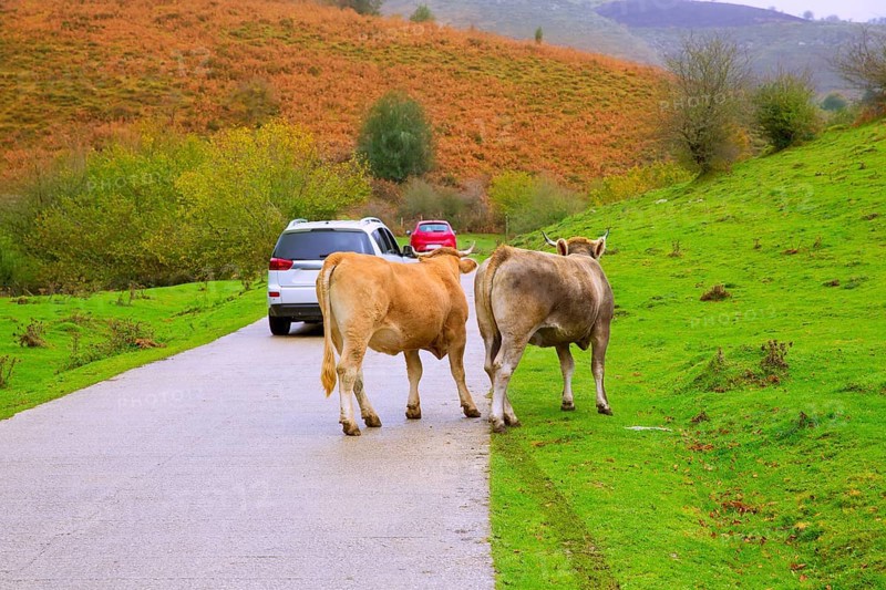 Cows couple in a Pyrenees road of Irati jungle at Navarra Spain