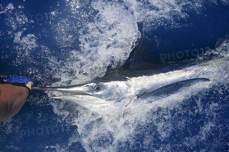 Beautiful white marlin real bill fish on atlantic water sport fishing