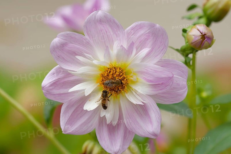 Honey bees (Apis mellifera) visiting autumn anemone (Anemone hupehensis), Schwäbisch Hall, Hohenlohe, Heilbronn-Franken, Baden-Württemberg, Germany, Europe
