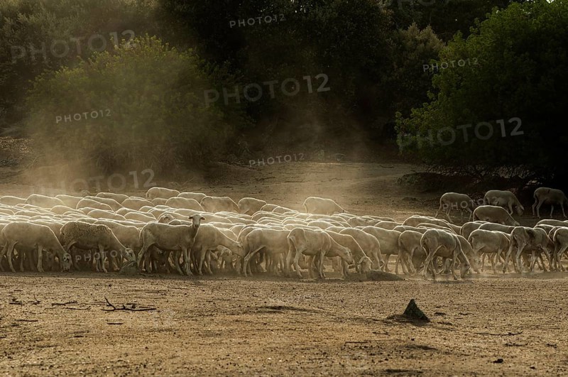 Sheep herd in mountain. Running sheeps in a farm