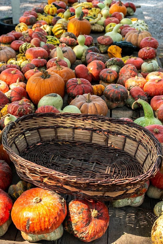 Variety of many pumpkins on the market. Different types pumpkins arranged on wooden table. Pumpkin background. Halloween graphic resources