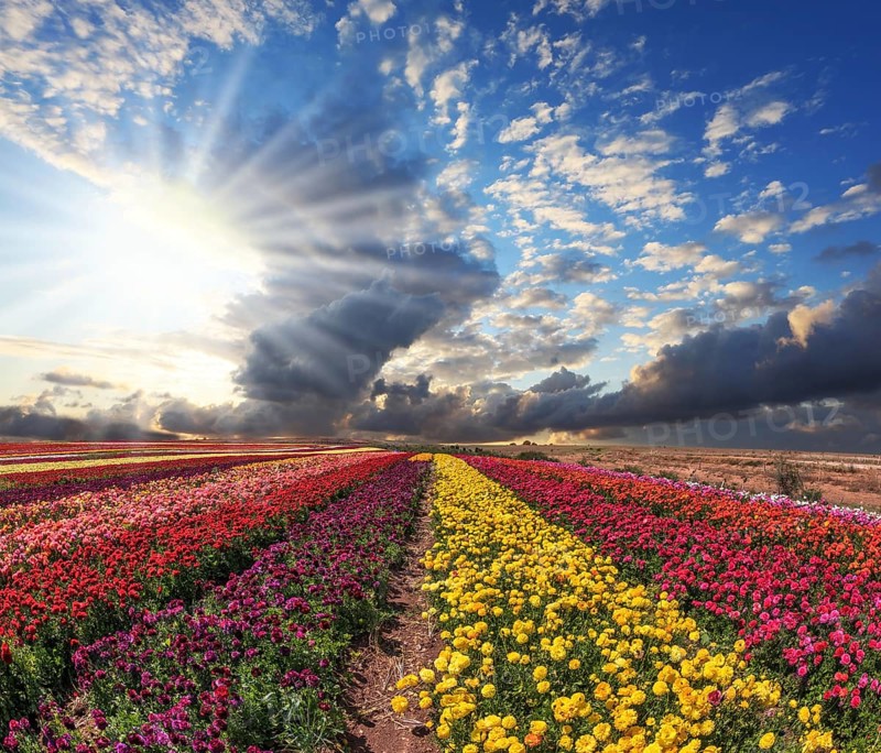Field of multi-colored decorative buttercups - ranunculus. Flowers planted with broad bands of bright colors - red, yellow and pink
