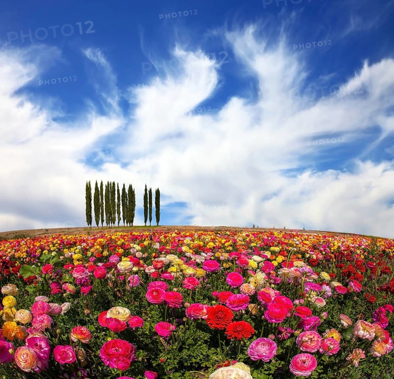 Warm spring day. Away visible cypress alley. Bright festive multi-color blooming field of buttercups