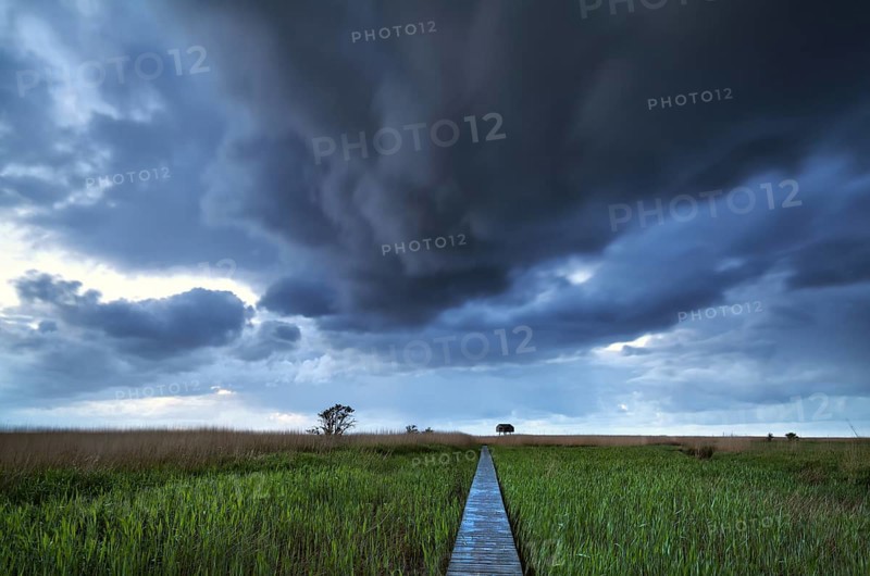 Wooden path on swamp to observation tower, Nieuwe Statenzijl, Netherlands