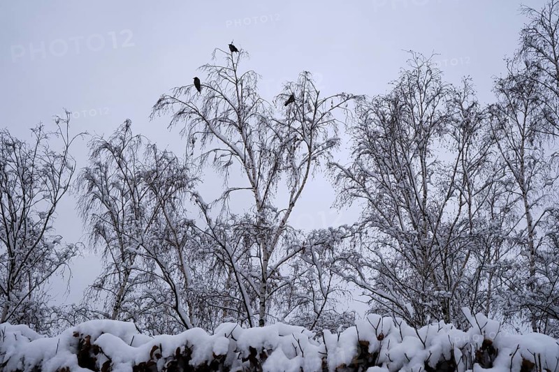 Germany, Berlin, 14.02.2025, Mauerpark, crows, trees, Europe