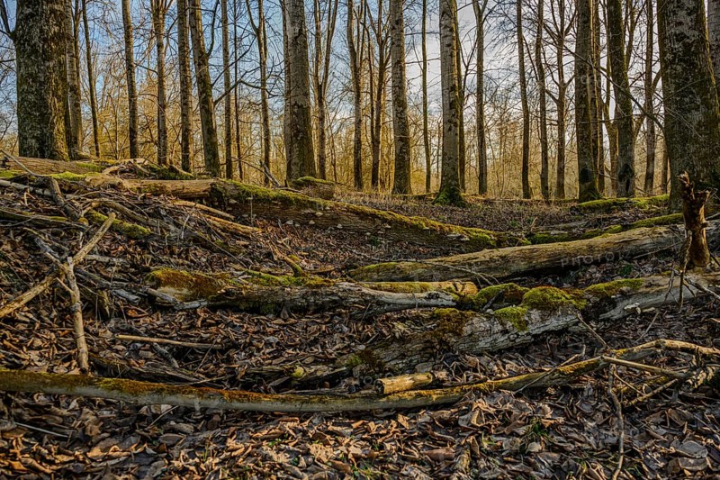 Autumnal forest floor with moss and fallen tree trunks, surrounded by bare trees, Isar meadows