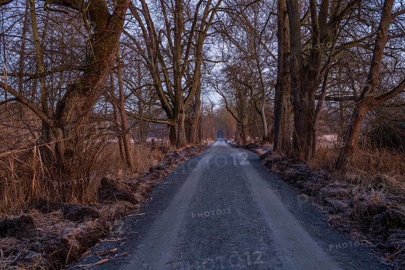 Path through an old avenue. Trees in a winter landscape with ice and frost in a nature reserve. Gravel road or dirt track at sunrise in Mönchbruch, Frankfurt, Germany, Europe