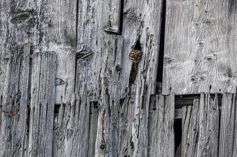 Little Owl (Athene noctua) in a barn looking out. Bas-Rhin, Collectivite europeenne d'Alsace, Grand Est, France, Europe