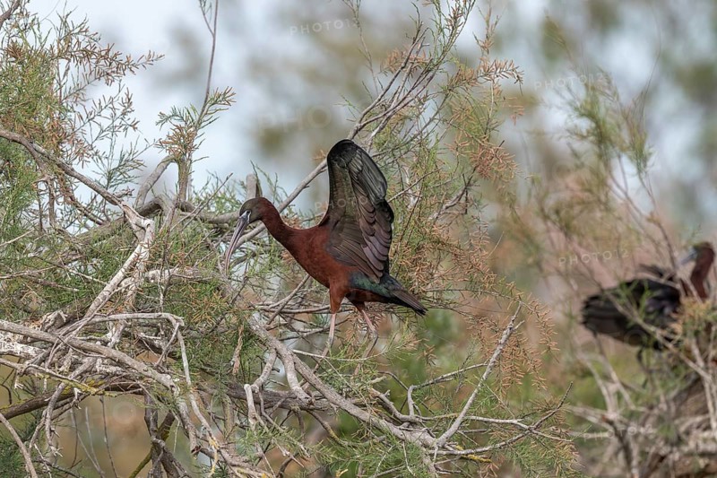 Glossy Ibis (Plegadis falcinellus) in a nesting colony in spring. Saintes Maries de la Mer, Parc naturel regional de Camargue, Arles, Bouches du Rhone, Provence Alpes Cote d'Azur, France, Europe