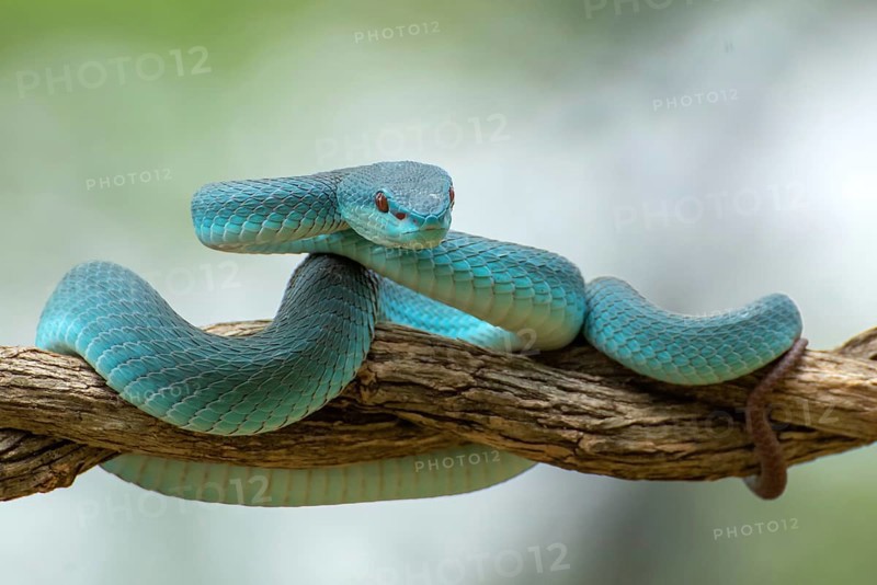 The white-lipped pit viper, is a venomous pit viper species endemic to Southeast Asia
