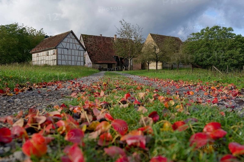 Autumn leaves lie on the path in the Hohenlohe Open-Air Museum, Autumn, September, Wackershofen, Schwäbisch Hall, Hohenlohe, Heilbronn-Franken, Baden-Württemberg, Germany, Europe
