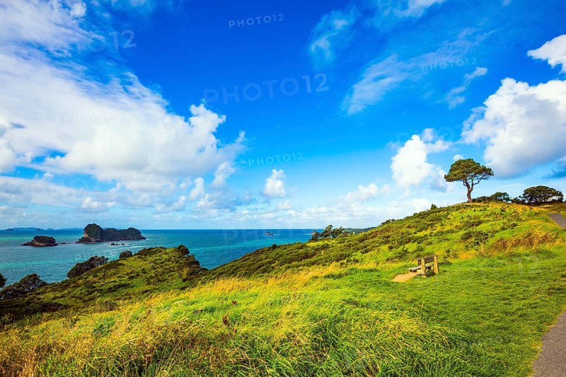 Road to the Cathedral Cove on the North Island. Hills with yellowed grass and a lone tree. Pacific Ocean, New Zealand. The concept of active, exotic, ecological and photo tourism