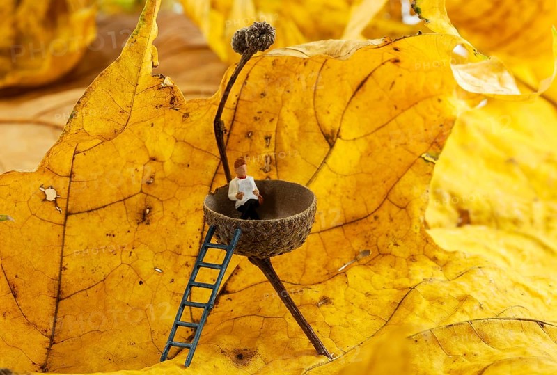 Man resting and reading newspaper in a acorn cab with autumn leaves as background