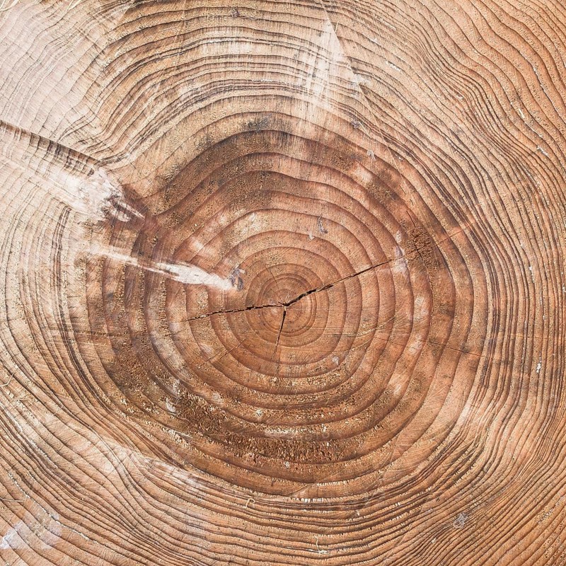 A tree trunk cut with chainsaw