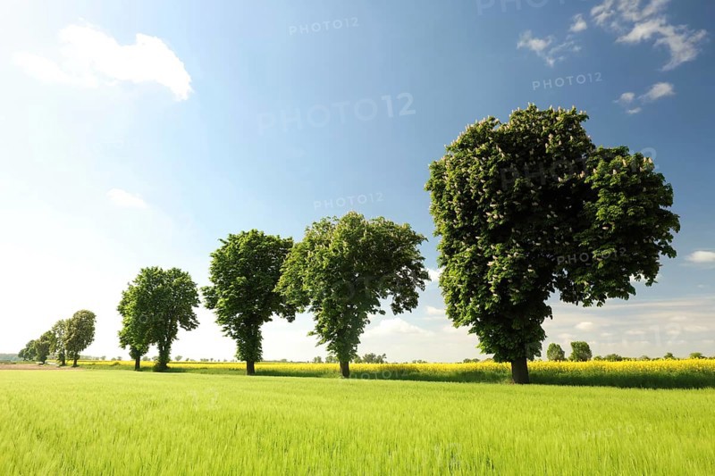 Chestnut trees in a grain field on a spring morning