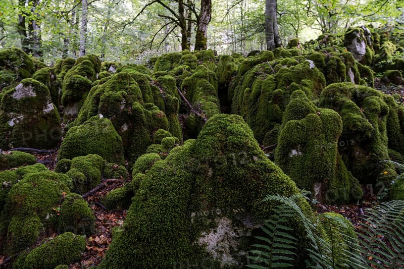 Beech forest near Lizarrusti, Alleko Tour, (SL-Gi 2004), Aralar natural park, Guipuzcoa-Navarra, Spain, Europe