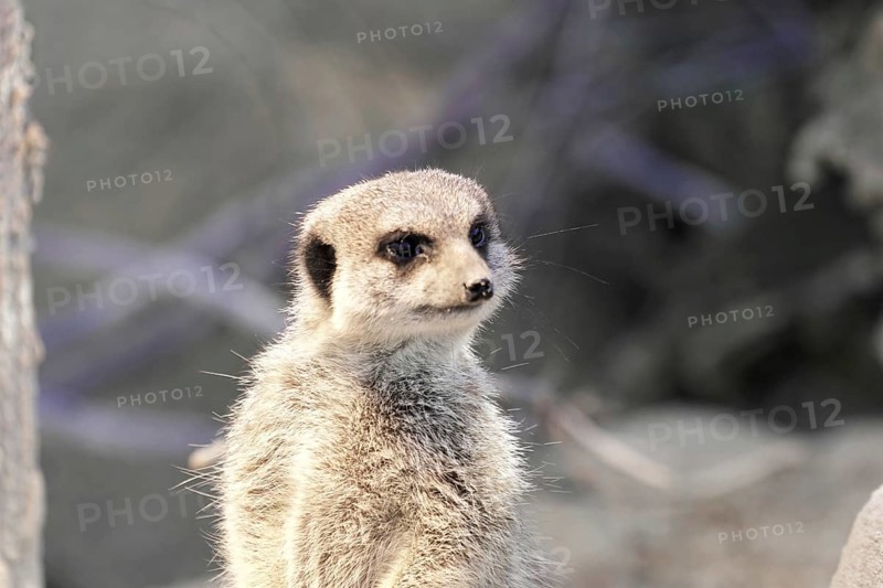 A single meerkat stands curiously in the open with a blurred background, meerkat or suricate (Suricata suricatta), captive, occurring in southern Africa
