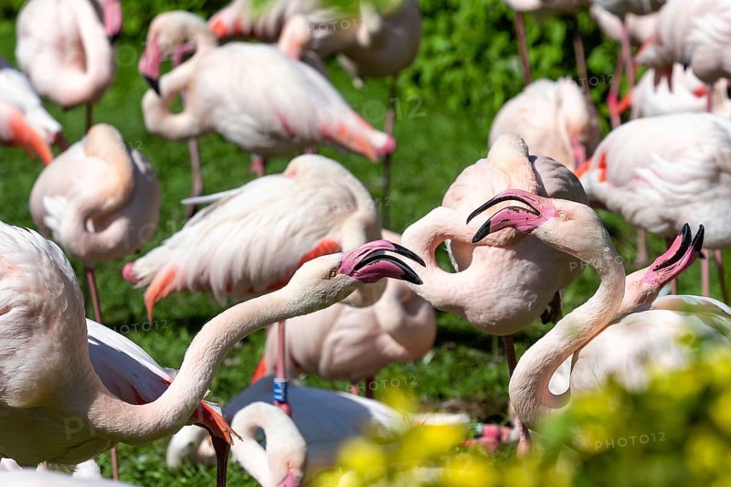 Group of Greater flamingo (Phoenicopterus roseus)