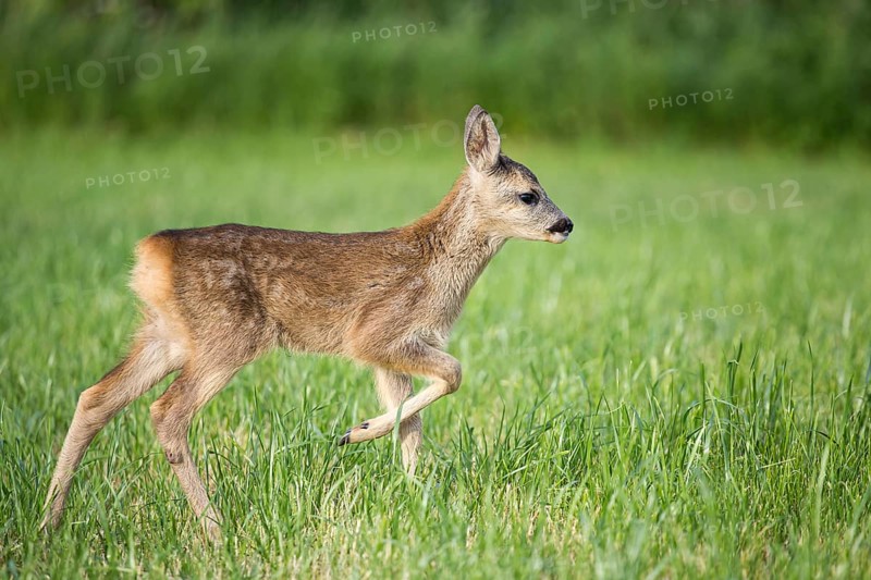 Young wild roe deer in grass, Capreolus capreolus. New born roe deer, wild spring nature