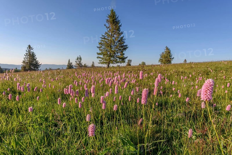 Beautiful wildflower meadow with knotweed Common bistort on the field of fire in the Vosges in France