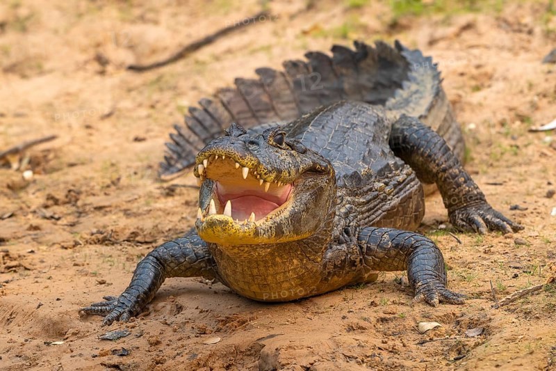 Spectacled caiman (Caiman crocodilus yacara), Crocodile (Alligatoridae), crocodile (Crocodylia), frontal, Pantanal, inland, wetland, UNESCO Biosphere Reserve, World Heritage Site, wetland, Mato Grosso, Brazil, South America