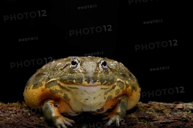 African bullfrog on a black background