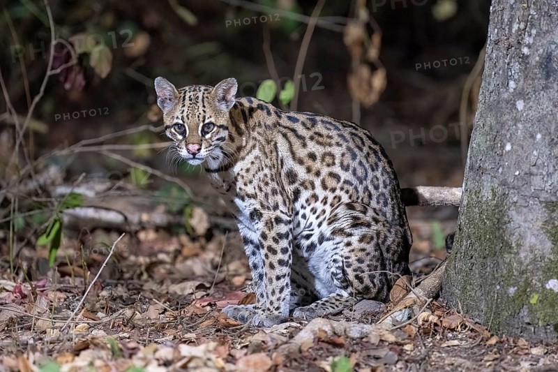 Ocelot (Leopardus pardalis), at night, eye contact, Pantanal, inland, wetland, UNESCO Biosphere Reserve, World Heritage Site, wetland biotope, Mato Grosso, Brazil, South America