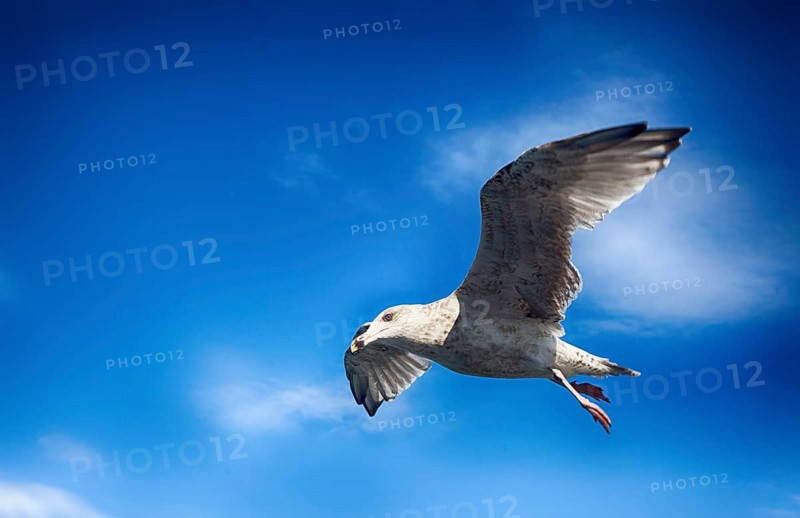 A seagull in the sky over the Baltic Sea, 2015