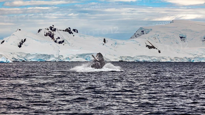 A whale reappears near glaciers, humpback whale (Megaptera novaeangliae) observation in the Southern Ocean in Antarctica