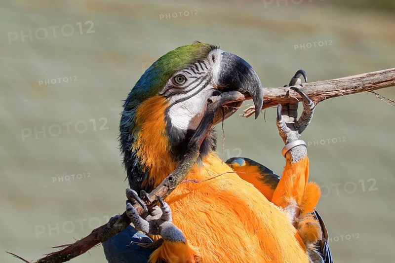 Portrait of a yellow-breasted macaw in a zoo Portrait of a blue-and-gold macaw in a zoo