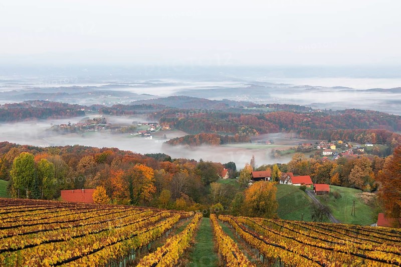 Autumn atmosphere in the early morning, vineyard, fog drifts through the hilly landscape in the valley, St. Andrä-Höch, Sausal wine country, Styria, Austria, Europe