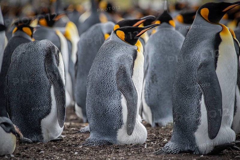 King penguins (Aptenodytes patagonicus), breeding in a colony, Volunteer Point, Falkland Islands, Great Britain, South Atlantic, South America
