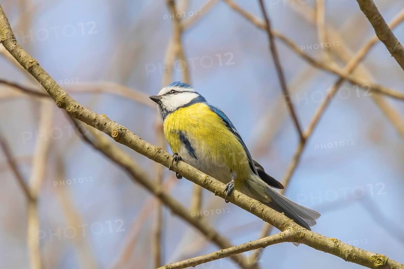 Blue tit on branch, Eurasian blue tit, (Cyanistes caeruleus) Cute little Bird