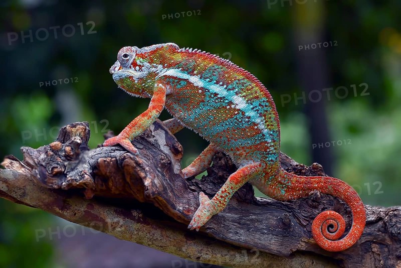 The panther chameleon (Furcifer pardalis) on a tree branch