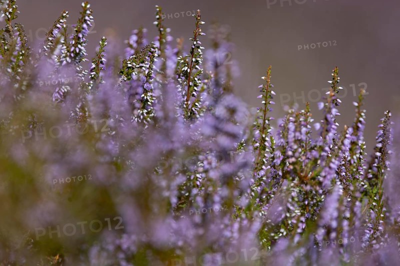 Close-up of flowering heather (Erica) with intense purple colour in natural setting in mountainous landscape, on the edge of Snowdonia National Park, Penmaenmawr, Dwygyfylchi, Caernarfonshire, Conwy County Borough, Wales, United Kingdom, Europe