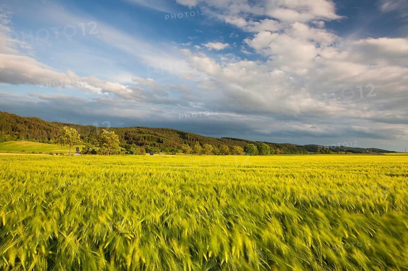 On the edge of a cornfield at sunset