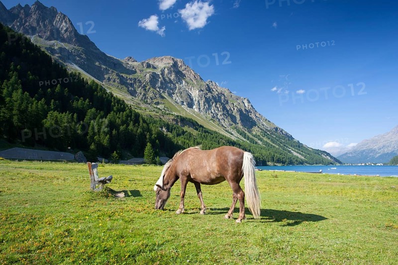 On a pasture near the Lake Sils. It is a lake in the Upper Engadine valley, Grisons, Switzerland, Europe