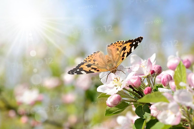 Spring 406