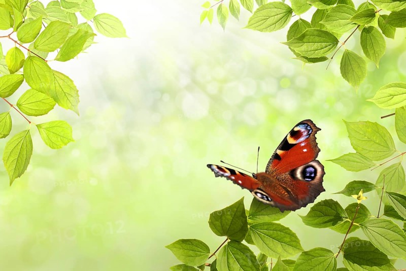 Butterfly in spring