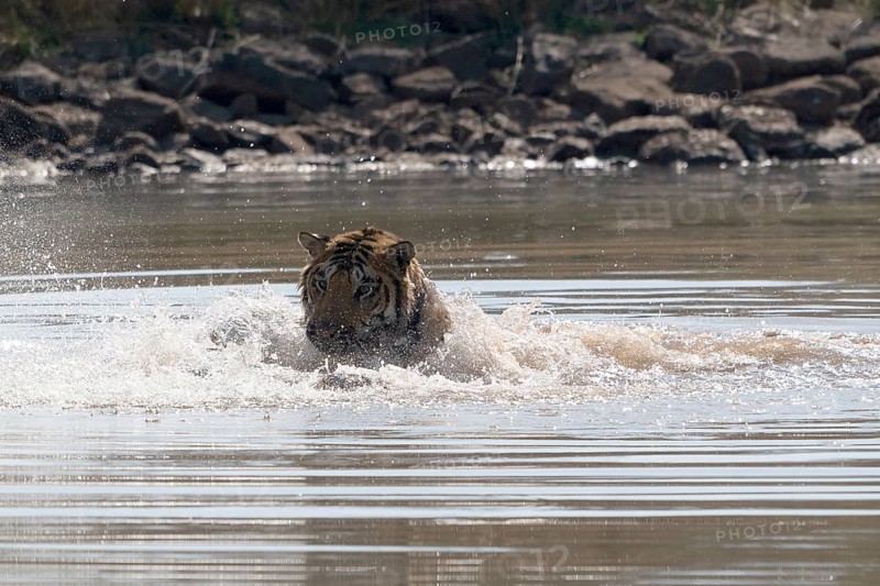 Tiger (Panthera tigris), Bengal tiger or Indian tiger, big cat (Pantherinae), carnivore (Carnivora), critically endangered, playing with killed wild boar (Sus scrofa) in the water, Satpura National Park, Tiger Reserve, Madhya Pradesh, Pachmarhi Biosphere Reserve, India, Asia